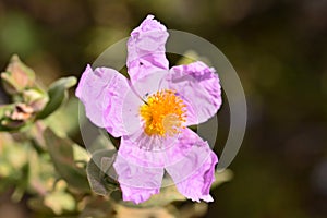 Detail the flower of a rockrose plant