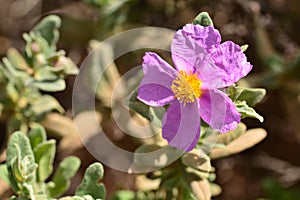 Flor de planta 