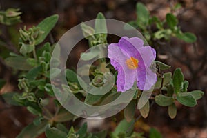 Flor de planta 