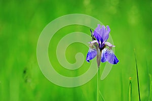 Detail of flower of Siberian iris Iris sibirica isolated on green background. Beautiful violet blue blossom on meadow.
