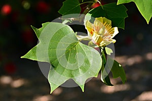 Flor de tulipán un árbol 