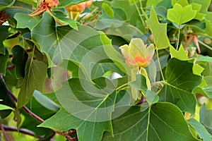 Flor de tulipán un árbol 