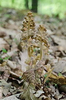 Detail of flowering Bird`s-nest orchid Neottia nidus-avis photo