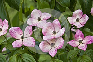 Detail of a flowering dogwood bush