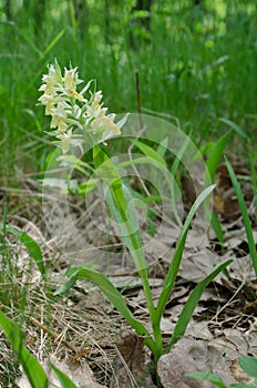 Detail of flowering Elder-flowered Orchid Dactylorhiza sambucina
