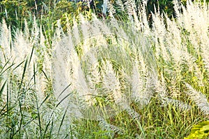 Detail of flowering grass blossoms.