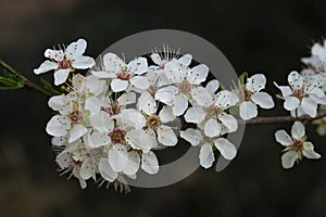 Detail of flowering greengage or damson plum tree