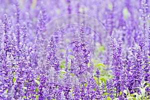 Detail of flowering heather plant in the garden.