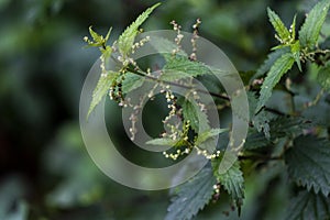 Detail of flowering nettles growing on the bank of the river