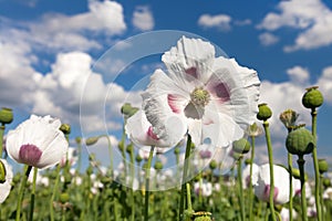 Detail of flowering opium poppy