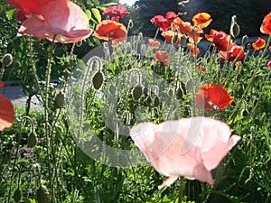 Detail of flowering opium poppy in Latin papaver somniferum, poppy field, white colored poppy