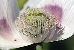 Detail of flowering opium poppy papaver somniferum