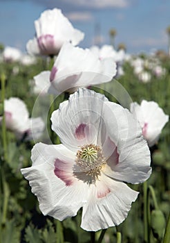 Detail of flowering opium poppy papaver somniferum