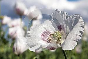 Detail of flowering opium poppy papaver somniferum
