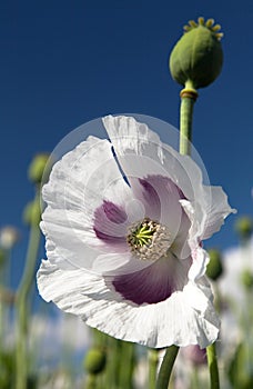 Detail of flowering opium poppy papaver somniferum