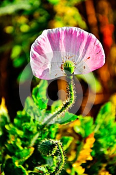 Detail of flowering opium poppy papaver somniferum, pink colored poppy