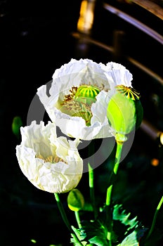 Detail of flowering opium poppy papaver somniferum, white colored poppy