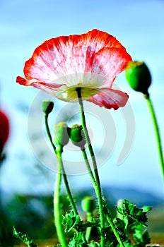 Detail of flowering opium poppy papaver somniferum, white and red colored poppy