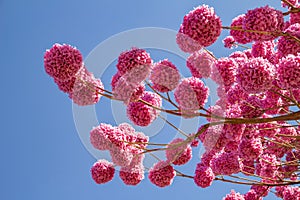 Detail of a flowering purple ipe. Handroanthus impetiginosus.