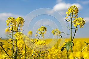 Detail flowering rapeseed canola or colza field in latin Brassica Napus, plant for green energy and oil industry, seed on