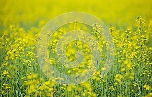 Detail of flowering rapeseed field, canola or colza Brassica Napus. Plant for green energy and oil industry. Source of vegetable