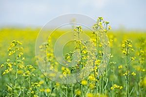 Detail of flowering rapeseed field, canola or colza Brassica Napus. Plant for green energy and oil industry. Source of vegetable