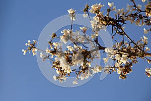 Detail of a flowering white ipe.
