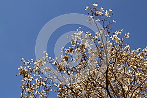 Detail of a flowering white ipe.