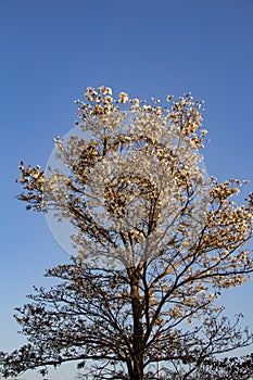 Detail of a flowering white ipe.