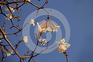 Detail of a flowering white ipe.