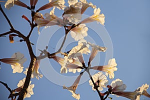 Detail of a flowering white ipe.