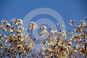 Detail of a flowering white ipe. photo