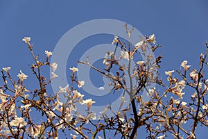 Detail of flowering white ipe with moon.