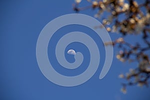 Detail of flowering white ipe with moon. photo