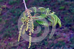 Detail of the flowers of the Chinese cork oak (Quercus variabilis). It is a species used in gardening