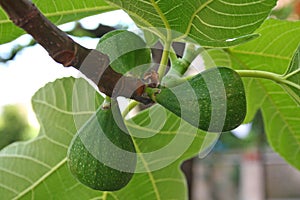 Detail of the flowers of a fig tree, or its small figs