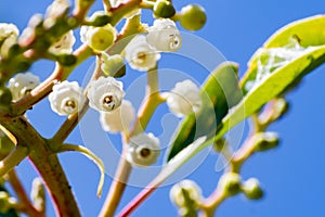 Detail of the flowers of the Madrone tree Arbutus, San Francisco bay area, California photo