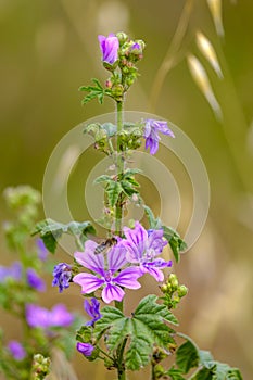 Detail of the flowers of a mallow.