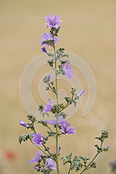 Detail of the flowers of a mallow.