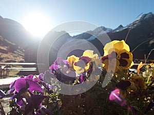 Detail of flowers from a mountain hut