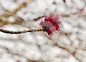 Detail of the flowers from a red maple tree in spring