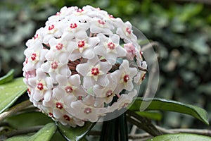 Detail of flowers of wax plant Hoya carnosa