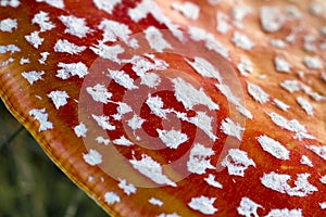 Detail of a fly agaric fruit body