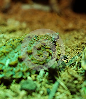 Detail focus on alligator snapping turtle baby 2
