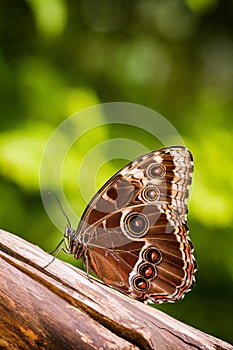Detail folded wings of a sitting Blue Morpho butterfly