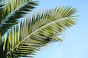 Detail of the foliage of Canary Island palms Phoenix canariensis