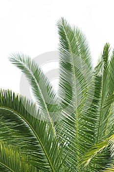 Detail of the foliage of Canary Island palms Phoenix canariensis