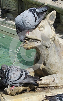 Detail of fonte gaia in Siena Italia photo