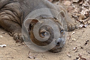 The detail of fossa Cryptoprocta ferox. Unique endemic species