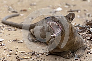 The detail of fossa Cryptoprocta ferox. Unique endemic species